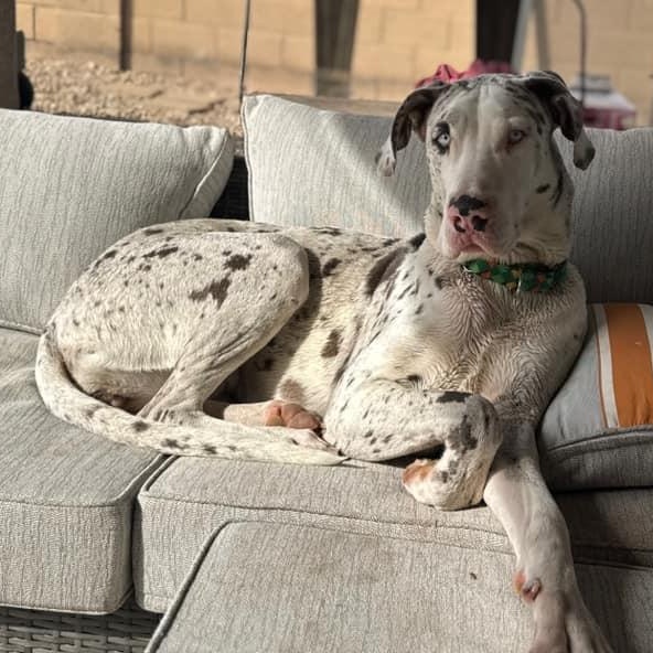 Enlarge Valentine, a Adoptable Great Dane in Mesa, AZ image 4/6