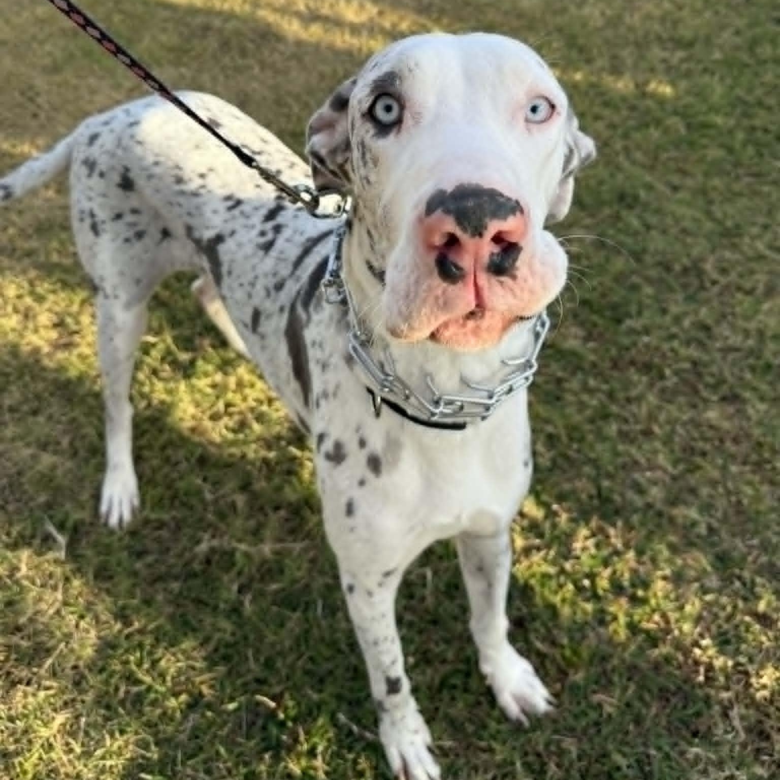 Enlarge Valentine, a Adoptable Great Dane in Mesa, AZ image 1/6