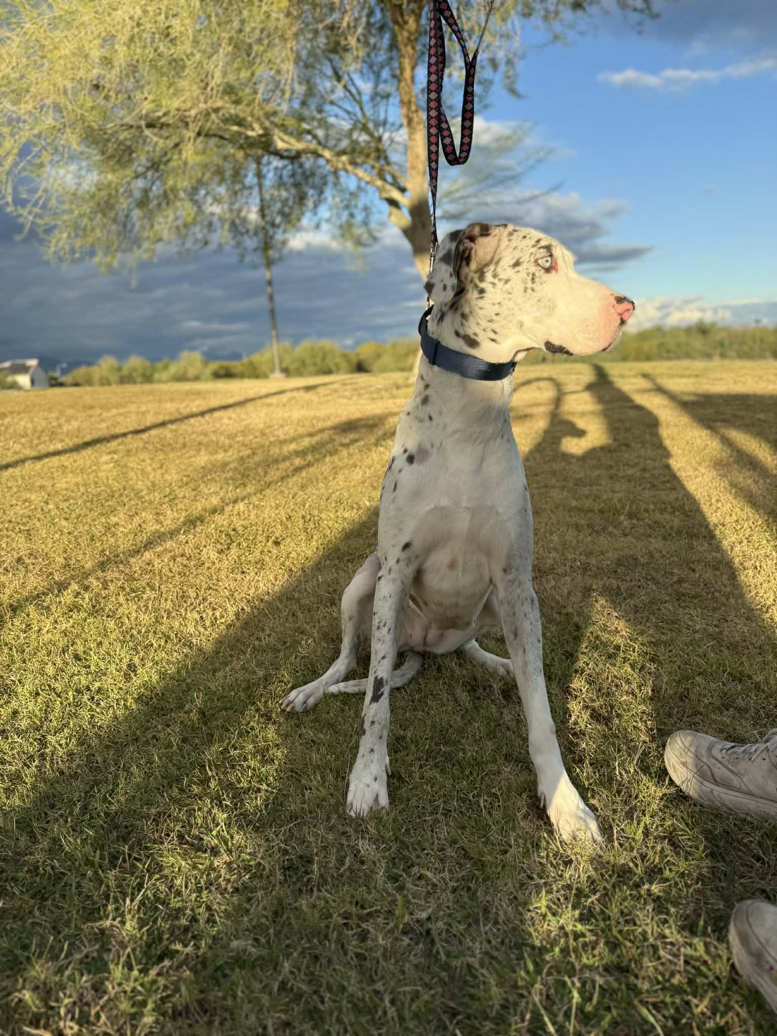 Enlarge Valentine, a Adoptable Great Dane in Mesa, AZ image 2/6