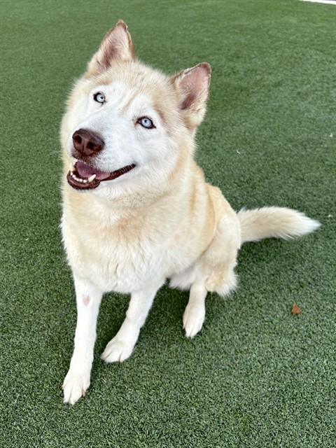 ATHENA, Adoptable, Adult Female Husky.