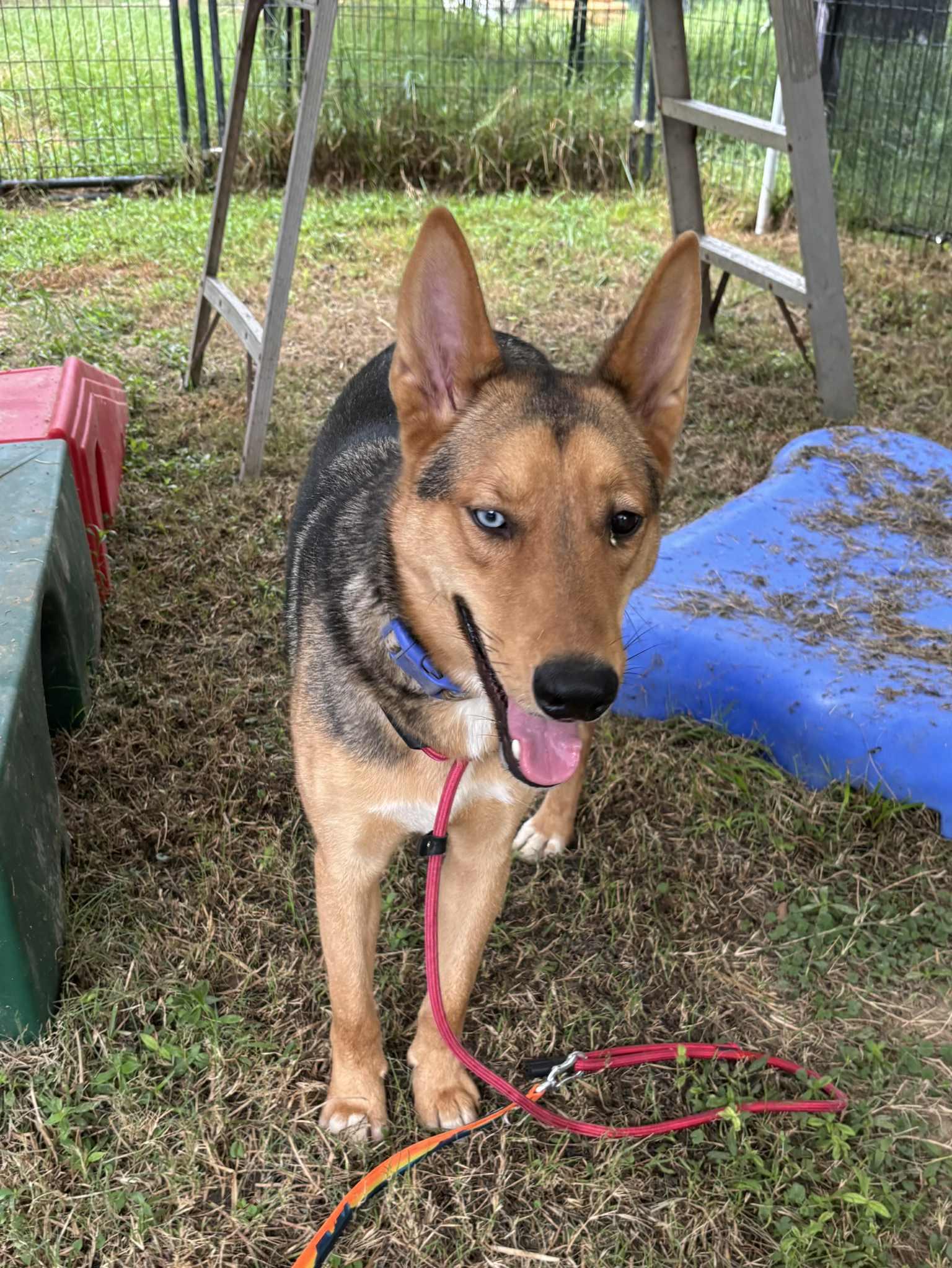 Ceasar, a Adoptable mixed breed in Jay, NY image 1/4