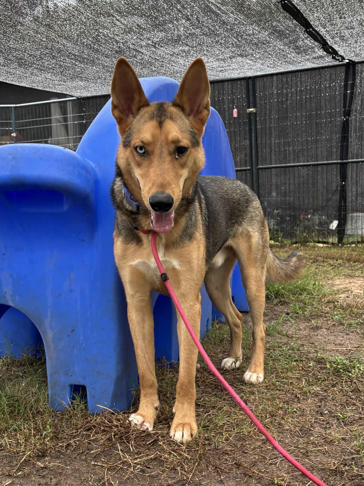 Ceasar, a Adoptable mixed breed in Jay, NY image 2/4