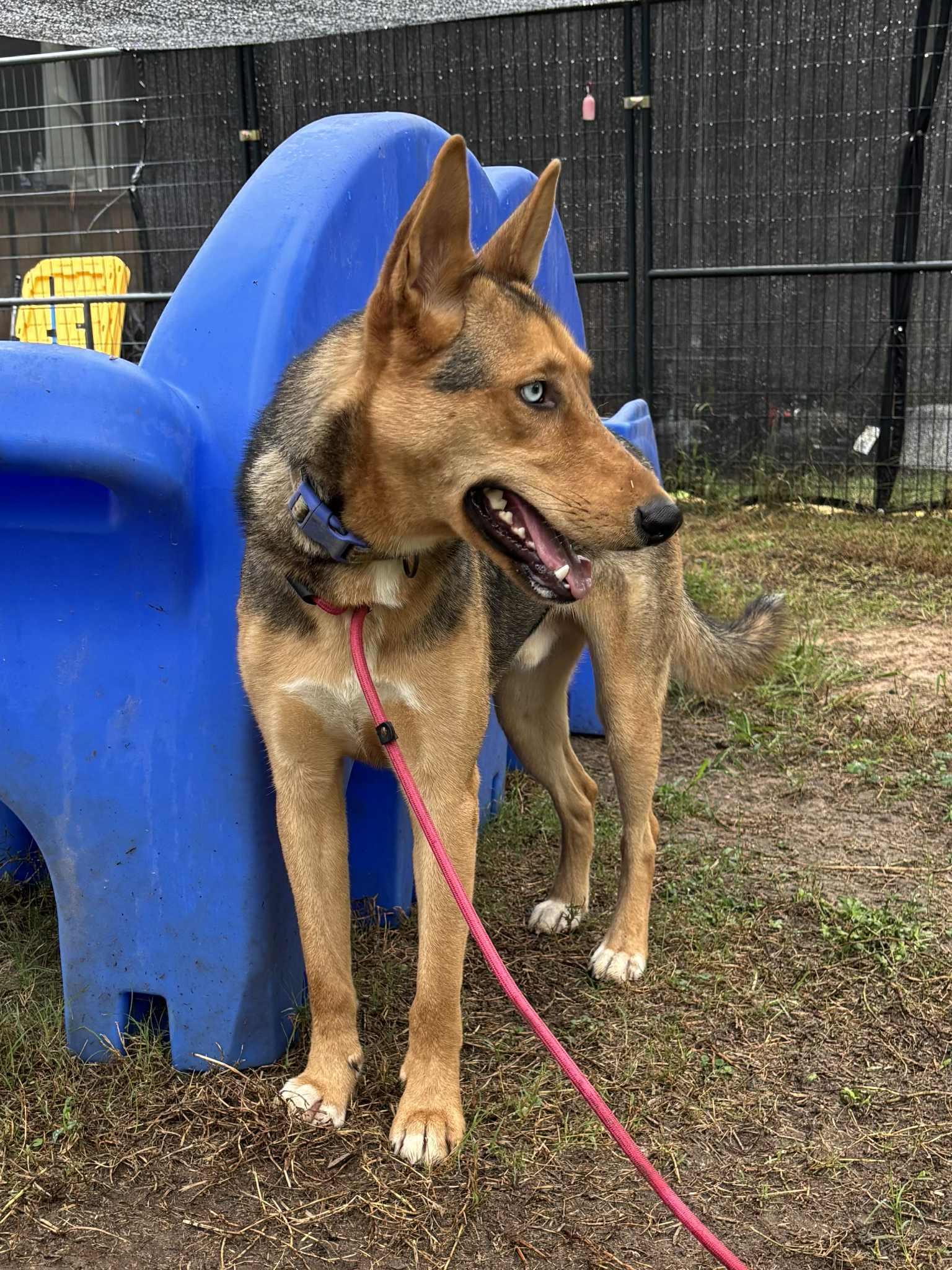 Ceasar, a Adoptable mixed breed in Jay, NY image 3/4