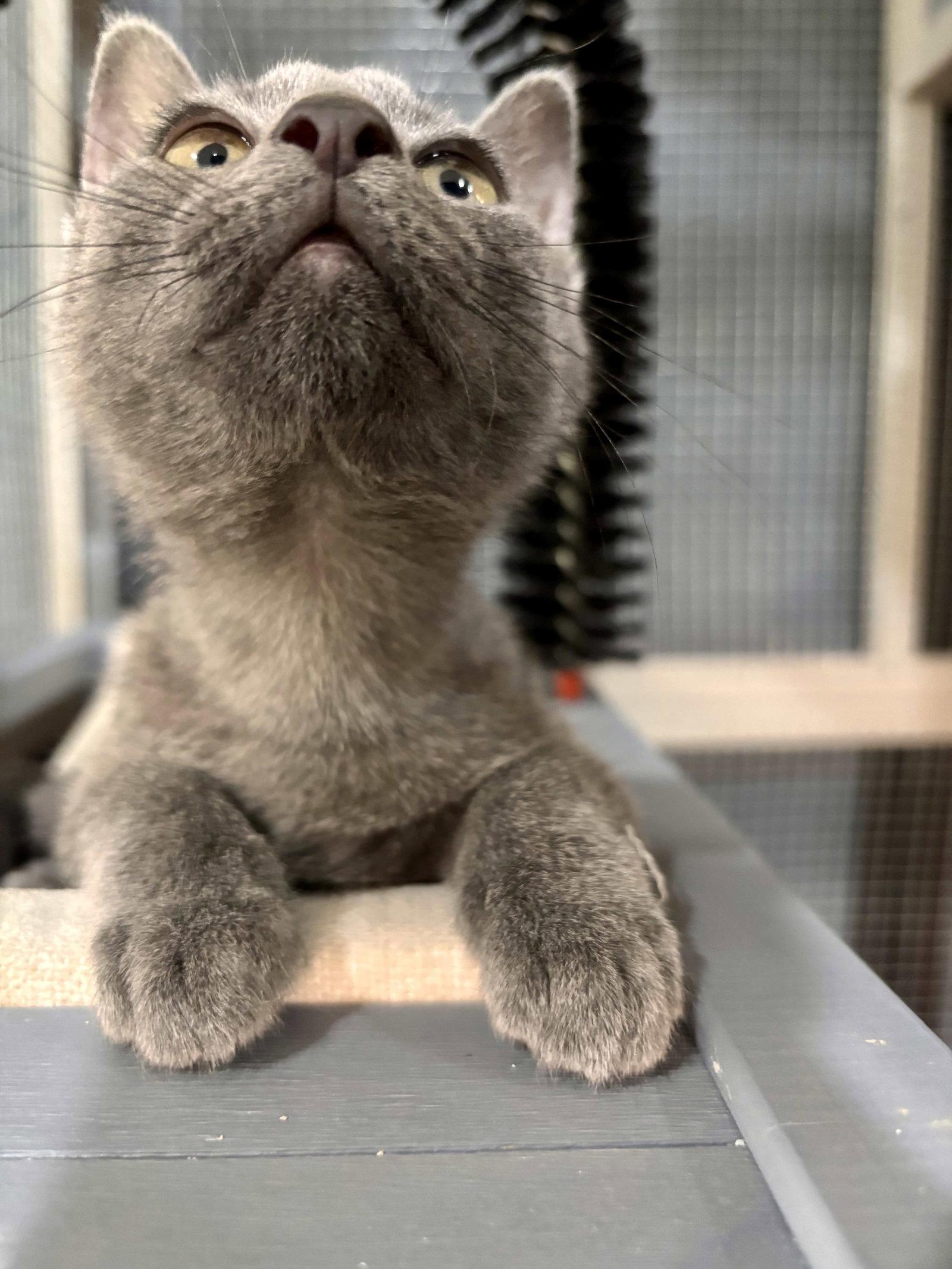 Enlarge Mimi, a Adoptable Domestic Short Hair in Fort Worth, TX image 1/3