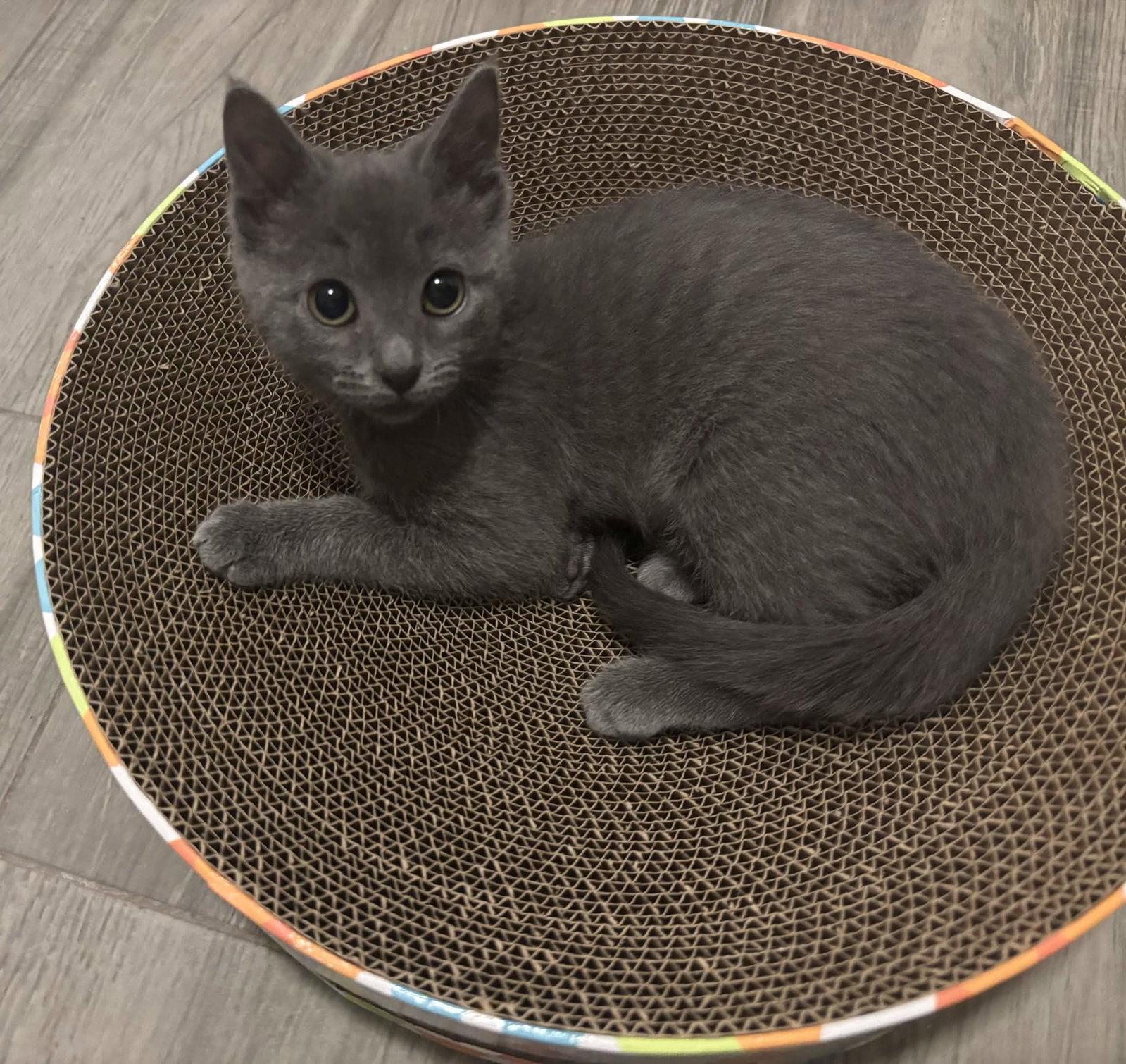 Enlarge Mimi, a Adoptable Domestic Short Hair in Fort Worth, TX image 1/2