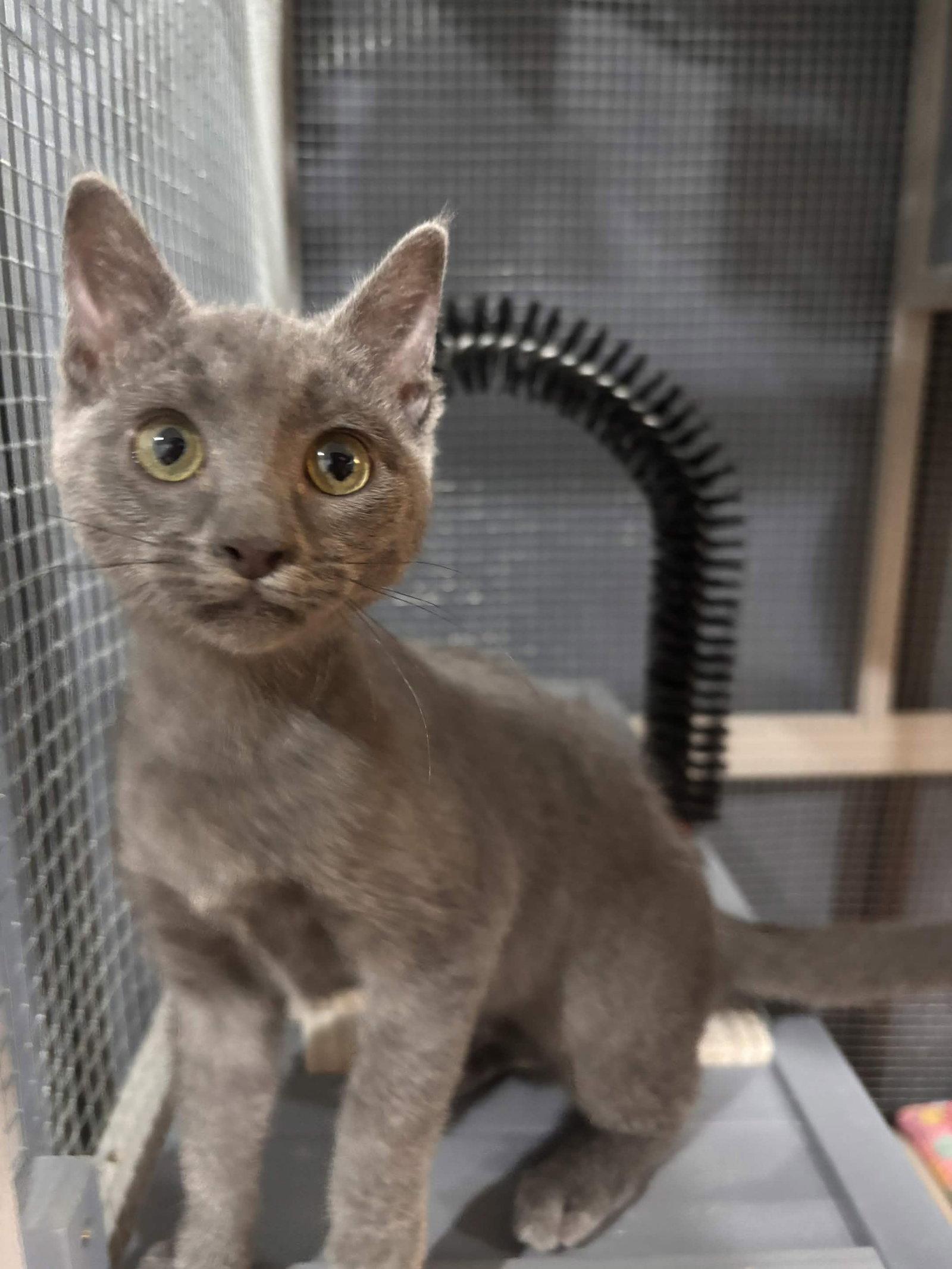 Enlarge Mimi, a Adoptable Domestic Short Hair in Fort Worth, TX image 2/3