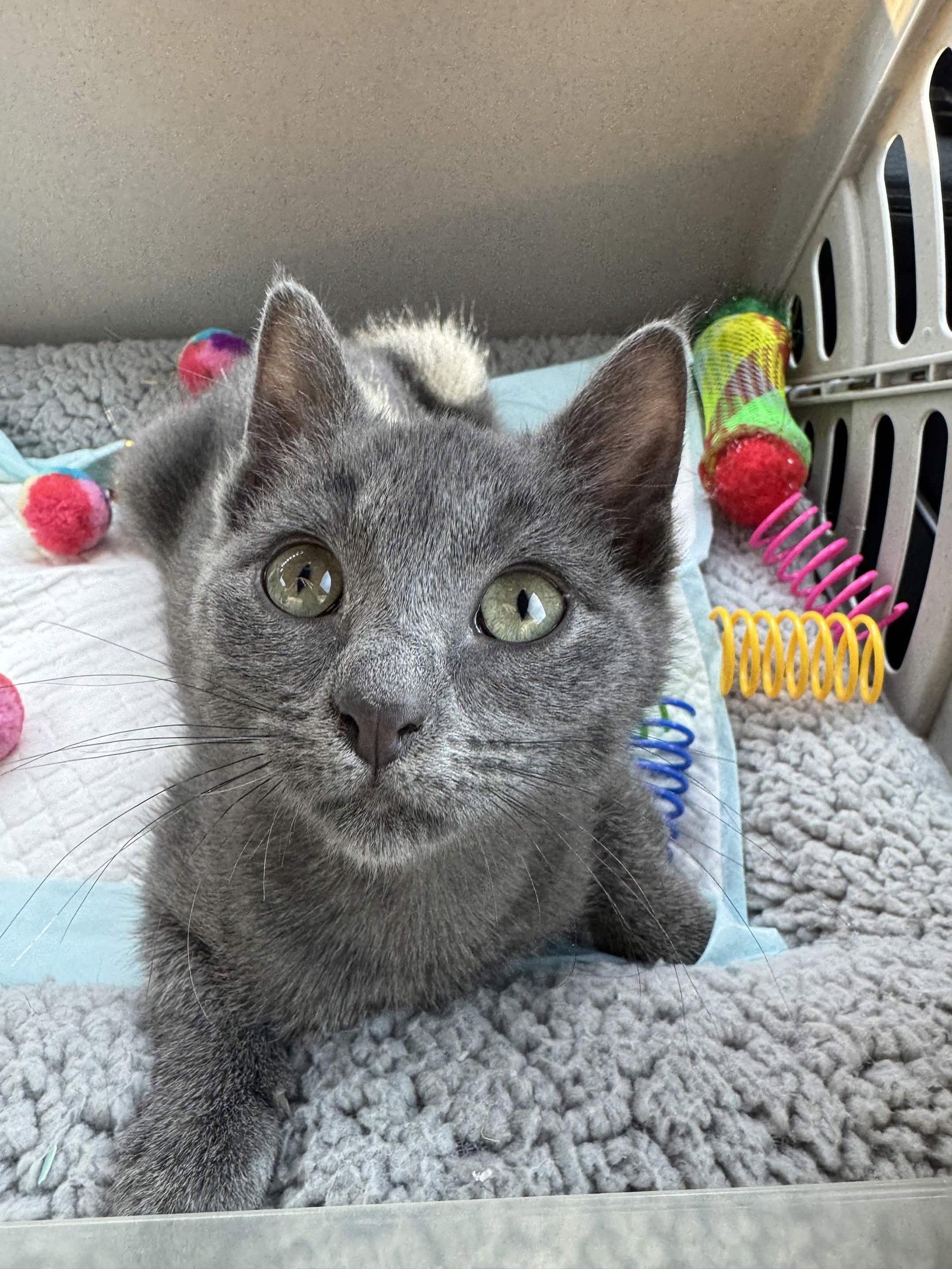Enlarge Mimi, a Adoptable Domestic Short Hair in Fort Worth, TX image 2/2