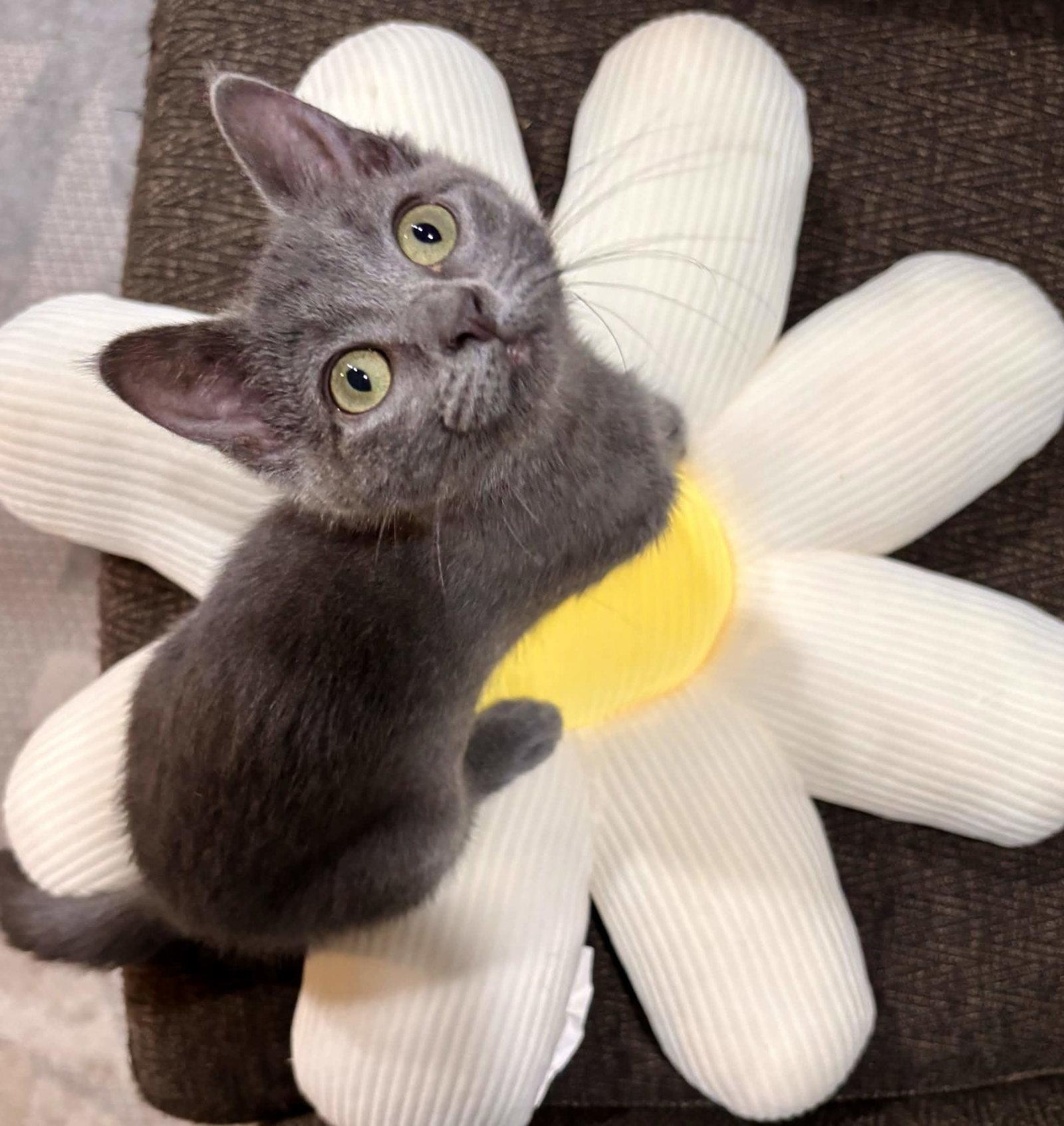 Enlarge Mimi, a Adoptable Domestic Short Hair in Fort Worth, TX image 3/3