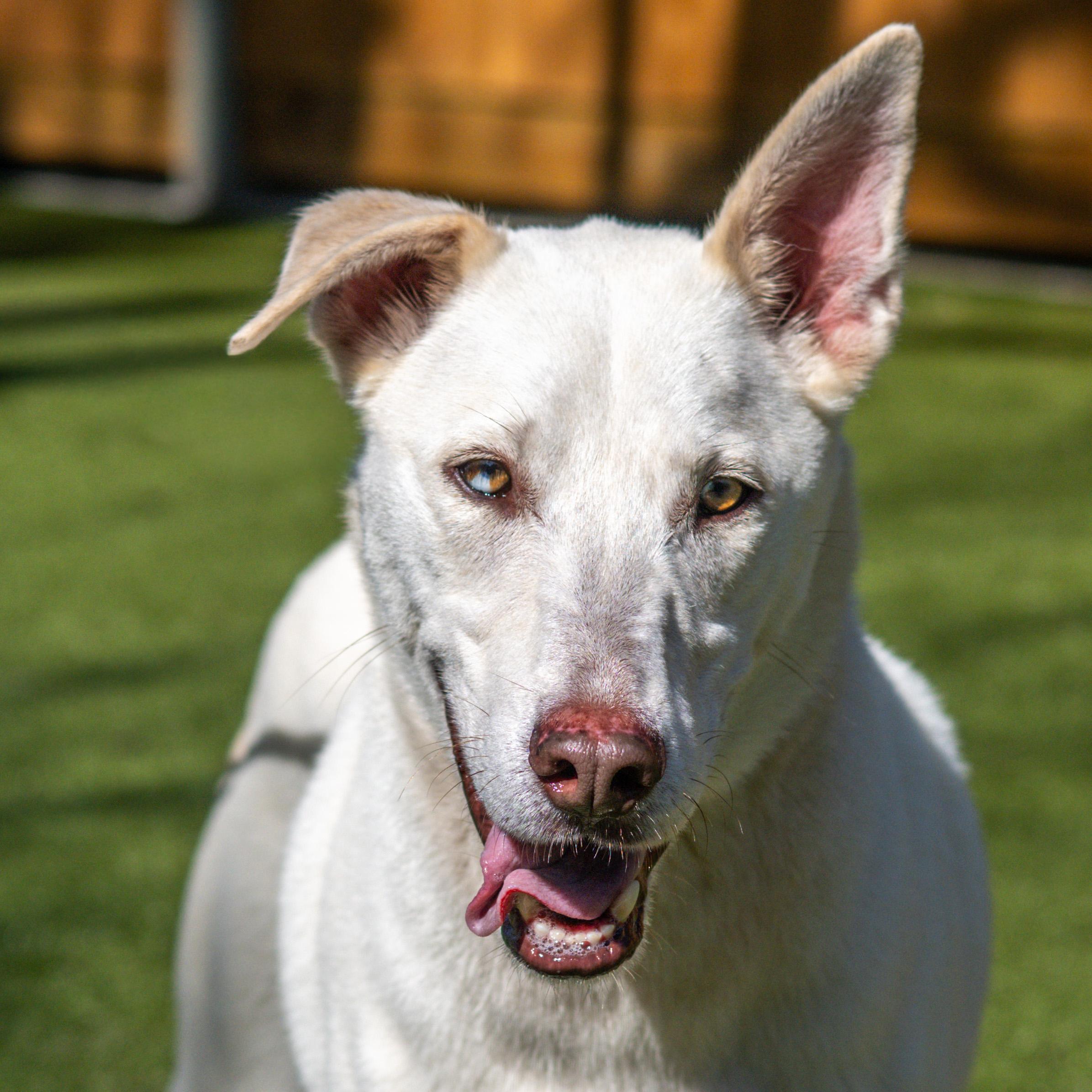 Voltaire — thumbnail 2