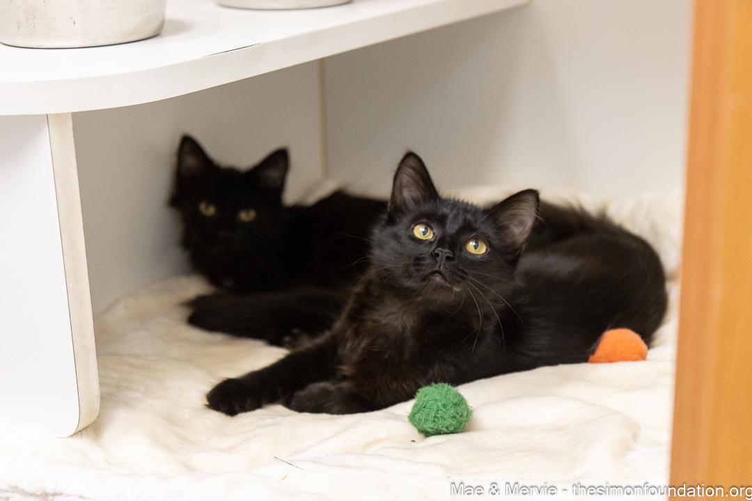 Enlarge Mae & Mervie, an adopted Domestic Long Hair in Bloomfield, CT image 4/4