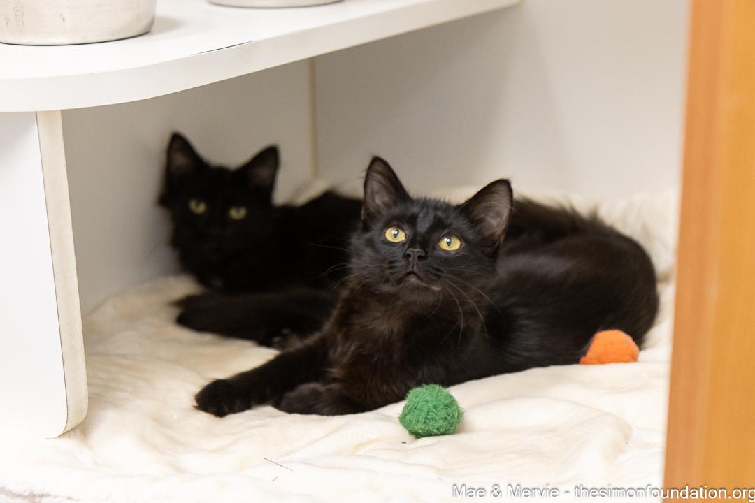 Enlarge Mae & Mervie, an adopted Domestic Long Hair in Bloomfield, CT image 2/4