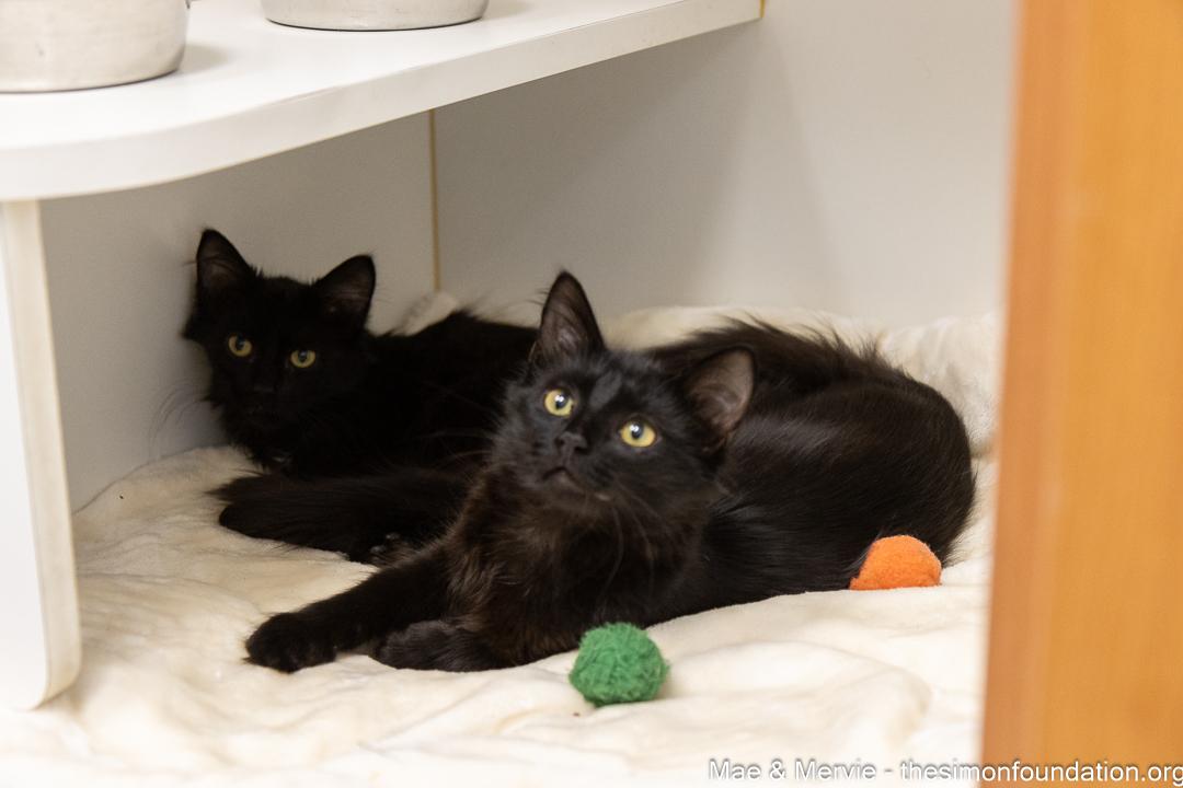 Enlarge Mae & Mervie, an adopted Domestic Long Hair in Bloomfield, CT image 3/4