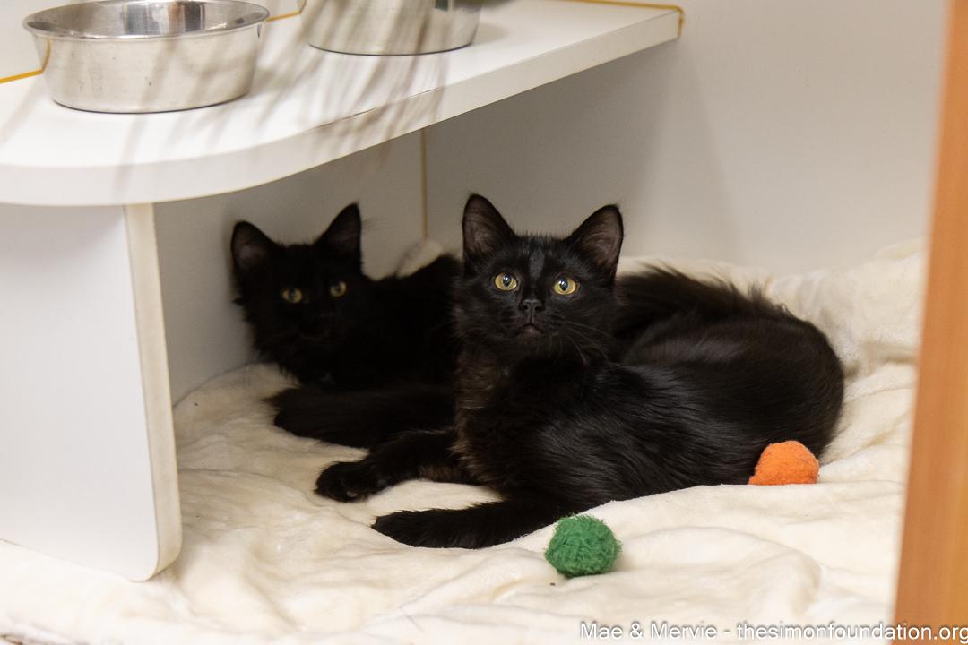 Mae & Mervie, adopted, Kitten Female Domestic Long Hair.