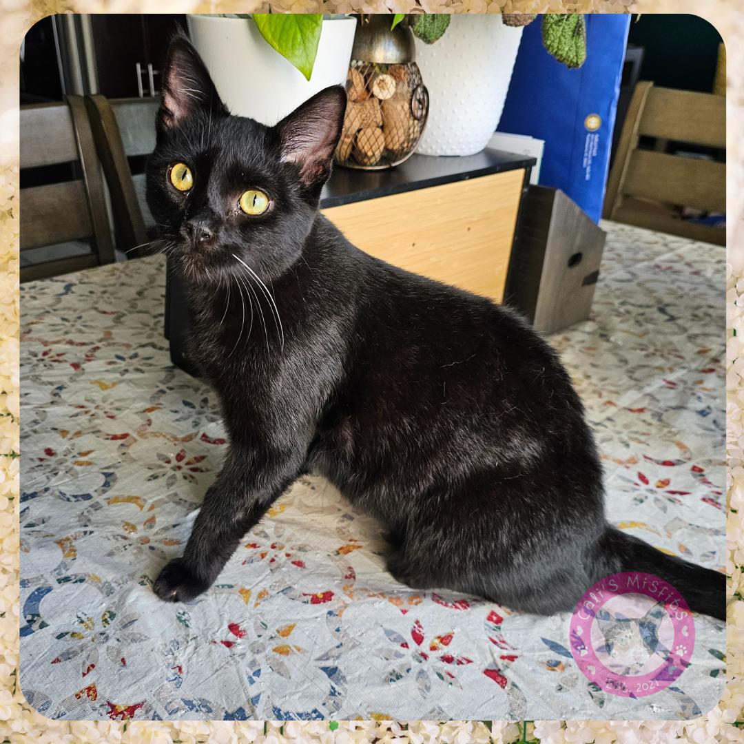 Kai, Adoptable, Young Male Domestic Short Hair.