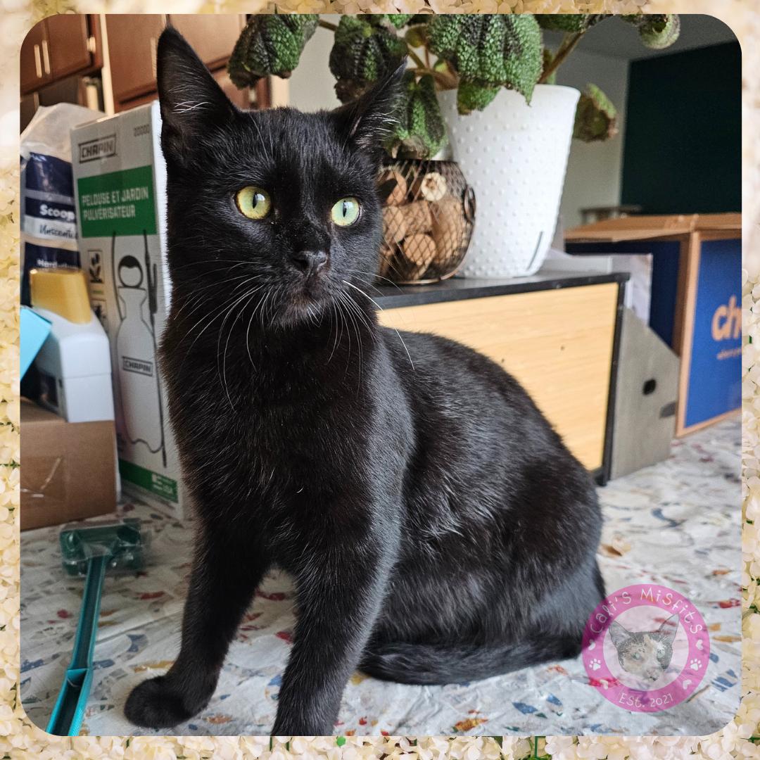 Enlarge Kai, a Adoptable Domestic Short Hair in Santa Ana, CA image 2/5