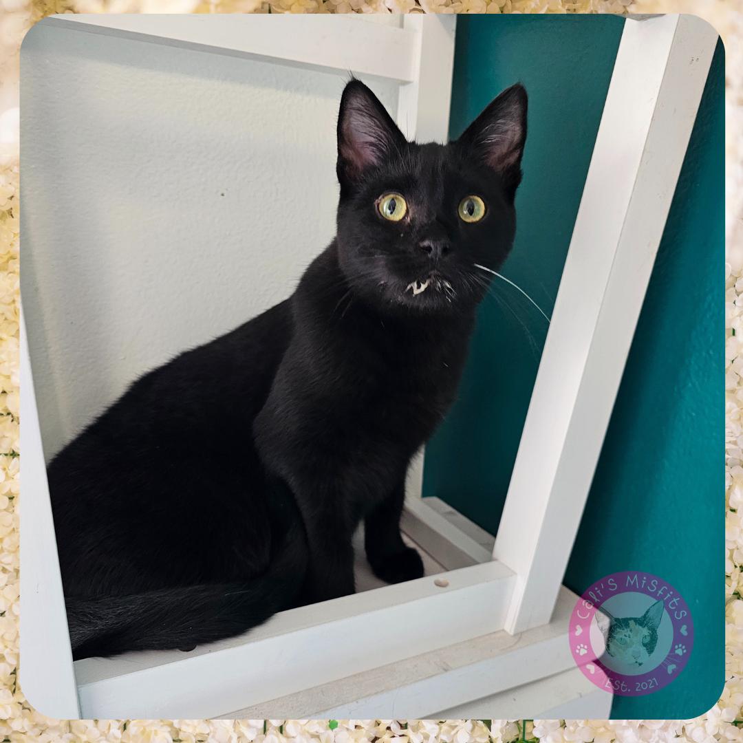 Enlarge Kai, a Adoptable Domestic Short Hair in Santa Ana, CA image 3/5