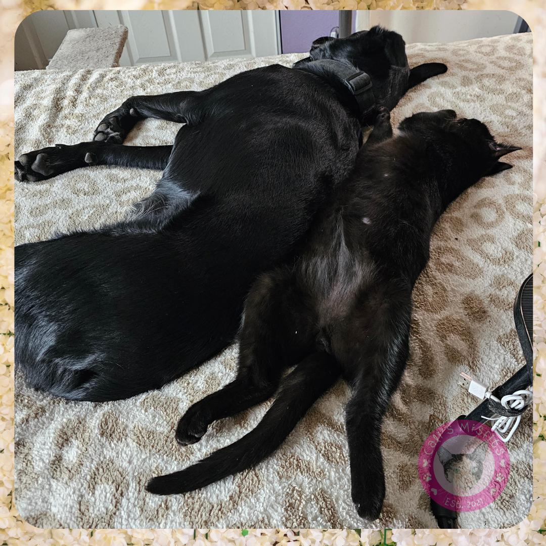 Enlarge Kai, a Adoptable Domestic Short Hair in Santa Ana, CA image 5/5