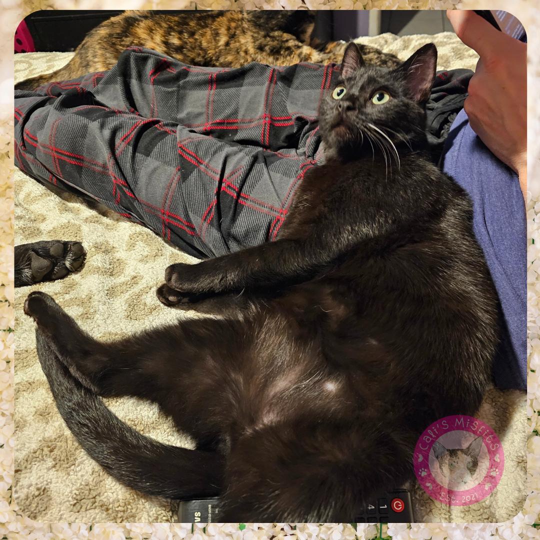 Enlarge Kai, a Adoptable Domestic Short Hair in Santa Ana, CA image 4/5