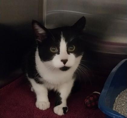 Enlarge Mori, a Adoptable mixed breed in Willmar, MN image 1/3