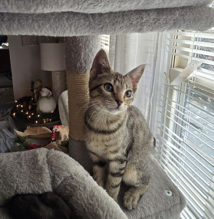 Enlarge Hazel, a Adoptable Domestic Short Hair in Cary, NC image 1/3