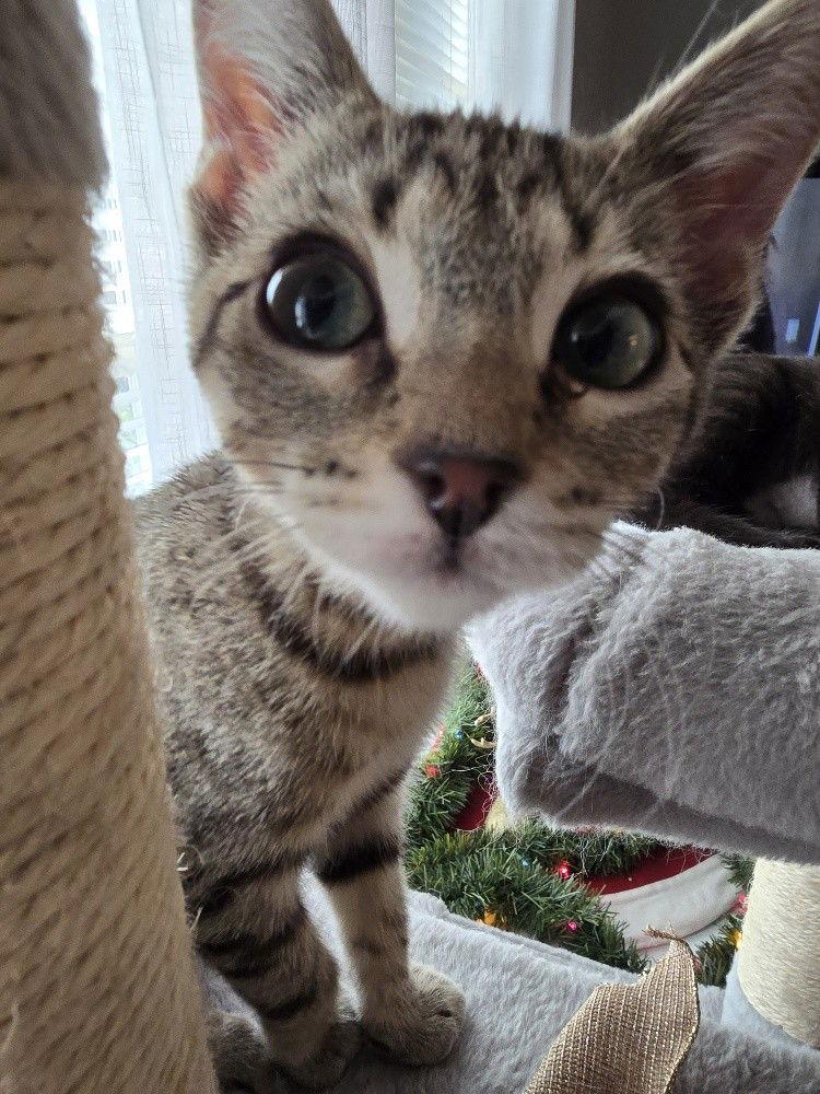 Enlarge Hazel, a Adoptable Domestic Short Hair in Cary, NC image 2/3