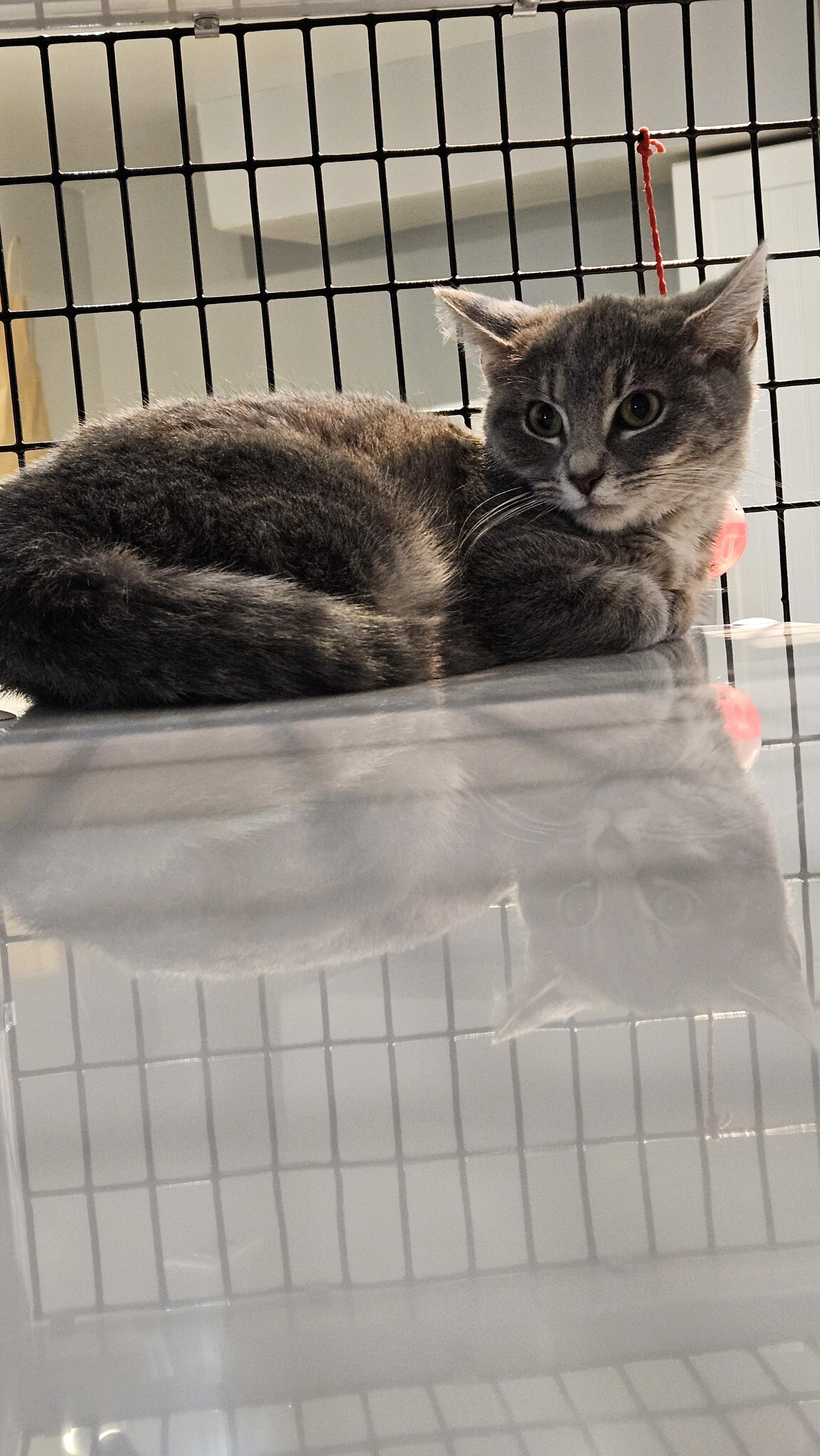 Enlarge Giblet, a ADOPTABLE Domestic Short Hair in Brockport, NY image 5/6