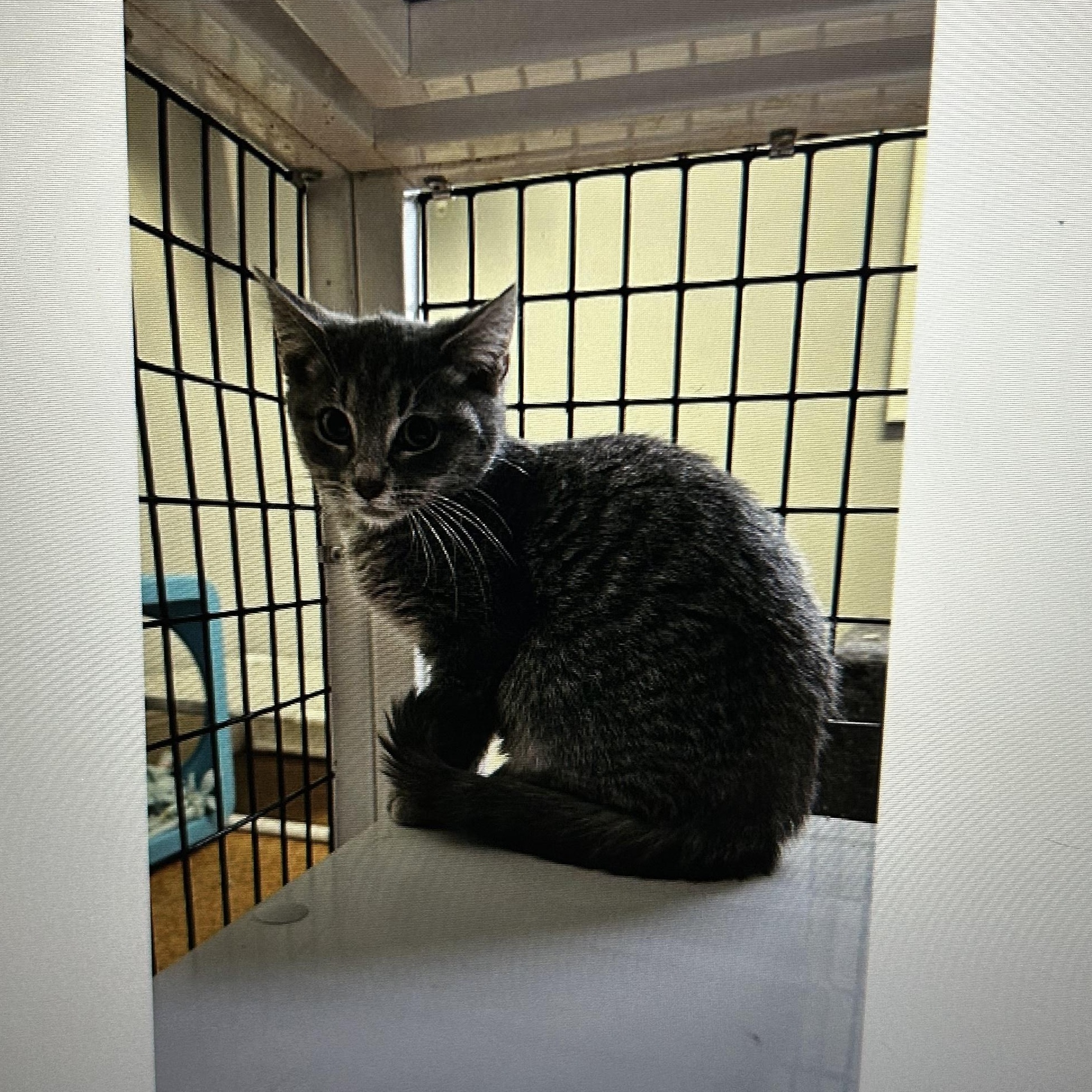 Enlarge Giblet, a ADOPTABLE Domestic Short Hair in Brockport, NY image 2/6