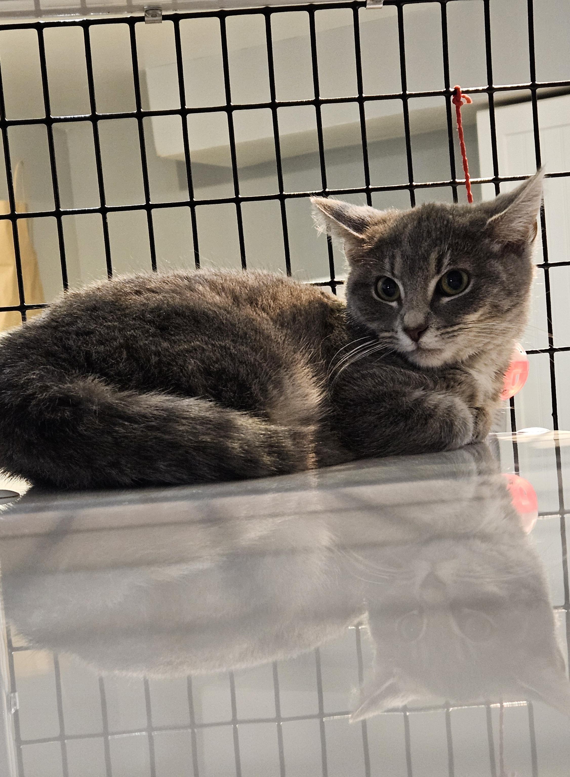 Enlarge Giblet, a ADOPTABLE Domestic Short Hair in Brockport, NY image 3/6