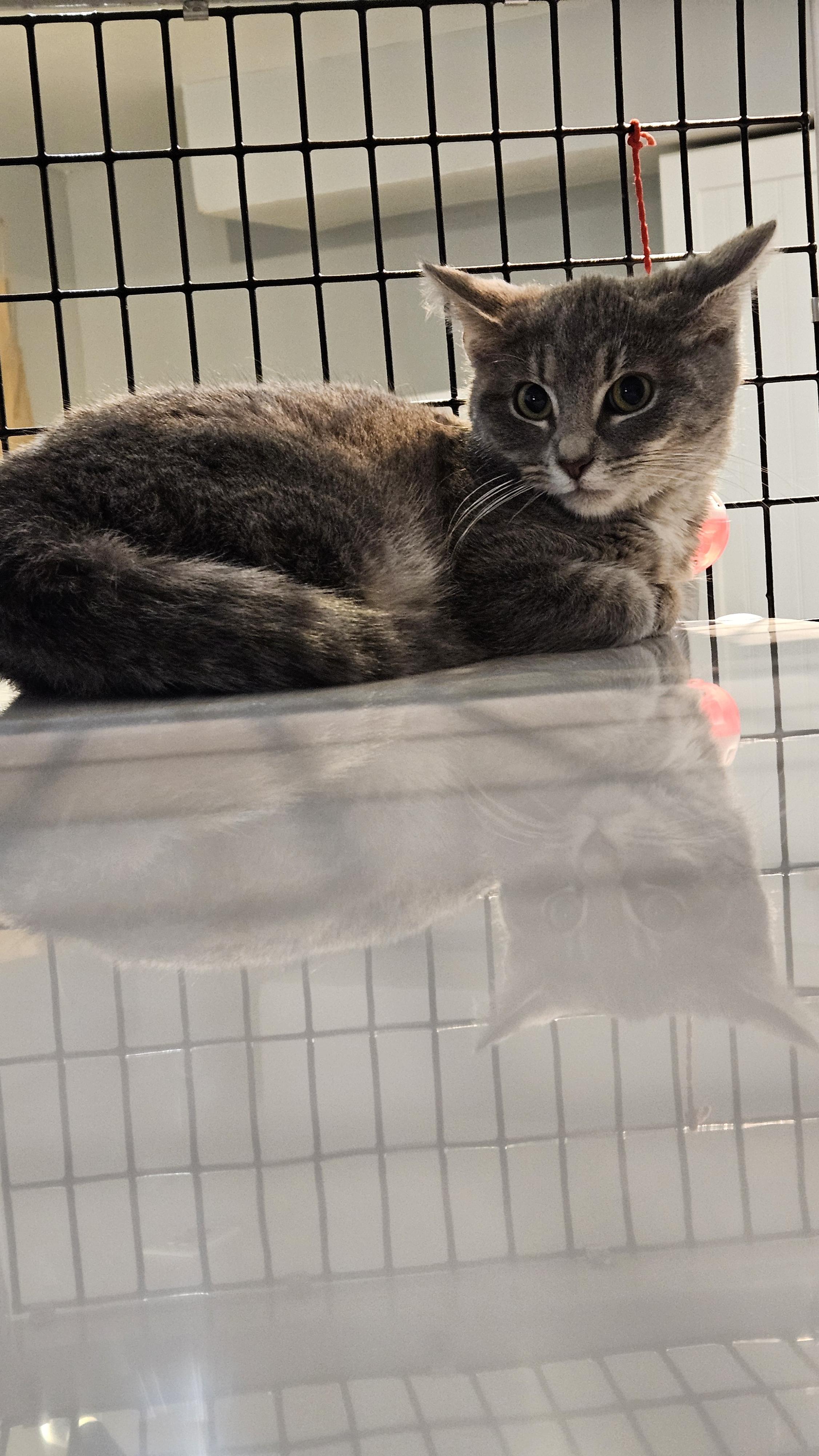 Enlarge Giblet, a ADOPTABLE Domestic Short Hair in Brockport, NY image 6/6