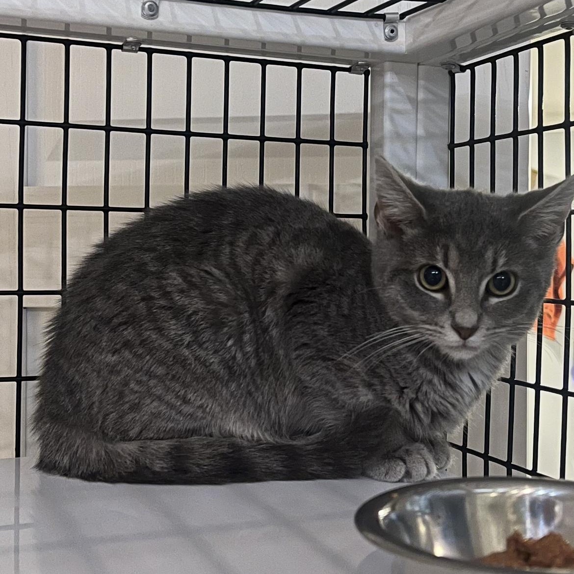 Giblet, ADOPTABLE, Kitten Male Domestic Short Hair.