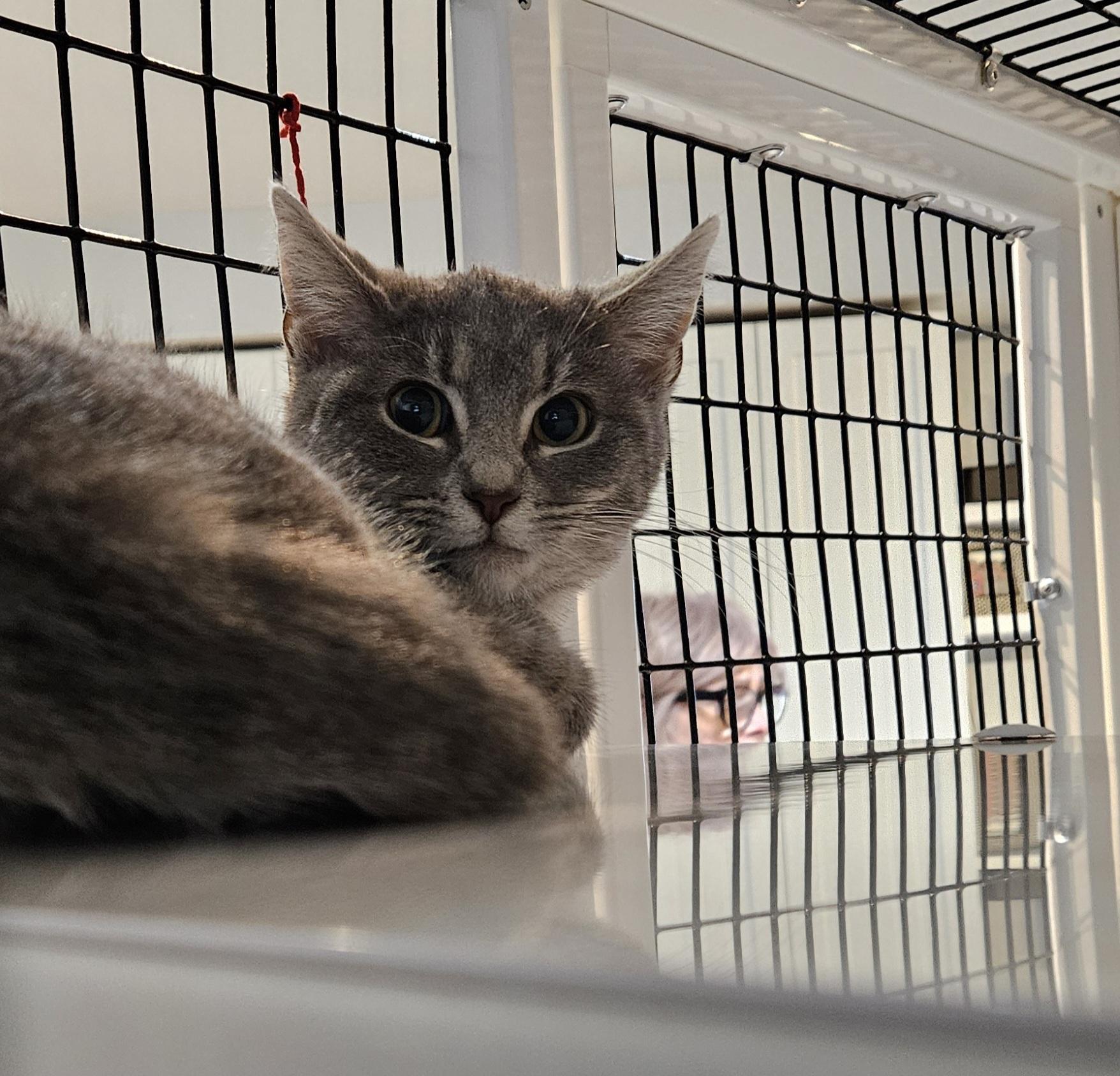 Enlarge Giblet, a ADOPTABLE Domestic Short Hair in Brockport, NY image 4/6