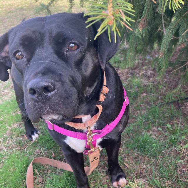 Enlarge BILLIE, a Adoptable mixed breed in Methuen, MA image 1/1