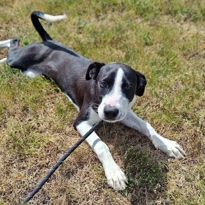 Sally, Adoptable, Puppy Female Shepherd.