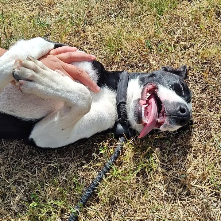 Sally, a Adoptable Shepherd in Springdale, AR image 2/6
