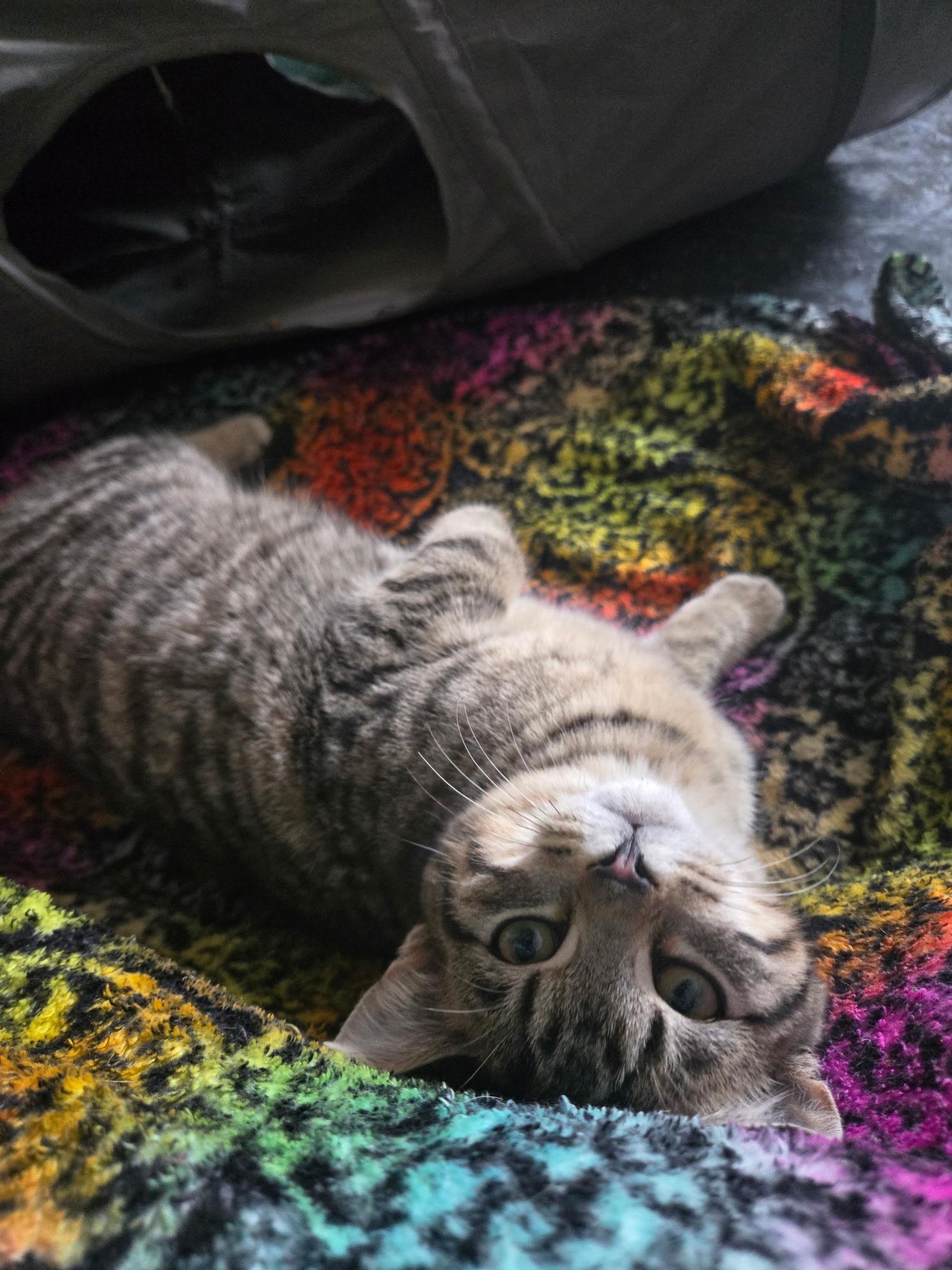 Enlarge Tofu, a ADOPTABLE Domestic Short Hair in Youngstown, OH image 4/5