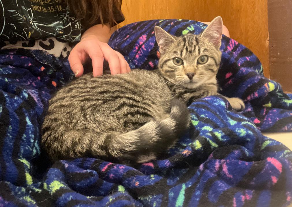 Enlarge Tofu, a ADOPTABLE Domestic Short Hair in Youngstown, OH image 2/5