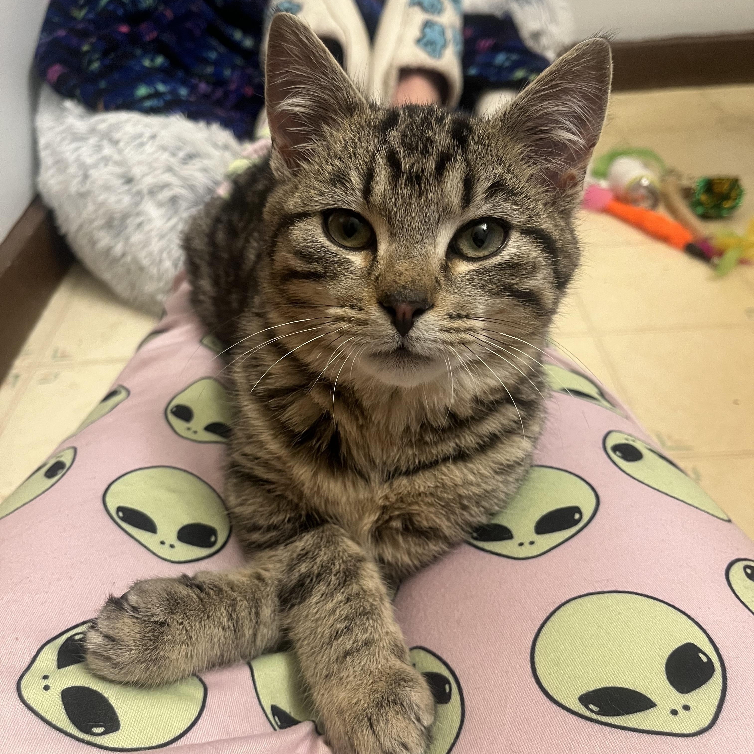 Tofu, ADOPTABLE, Kitten Male Domestic Short Hair.