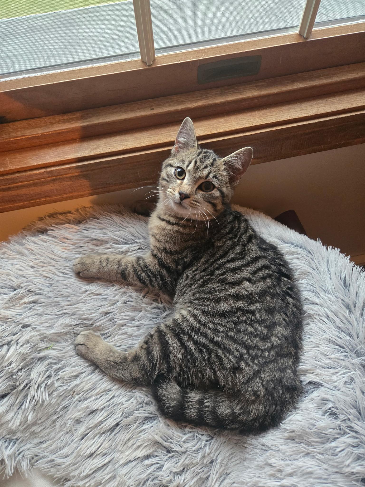 Enlarge Tofu, a ADOPTABLE Domestic Short Hair in Youngstown, OH image 5/5