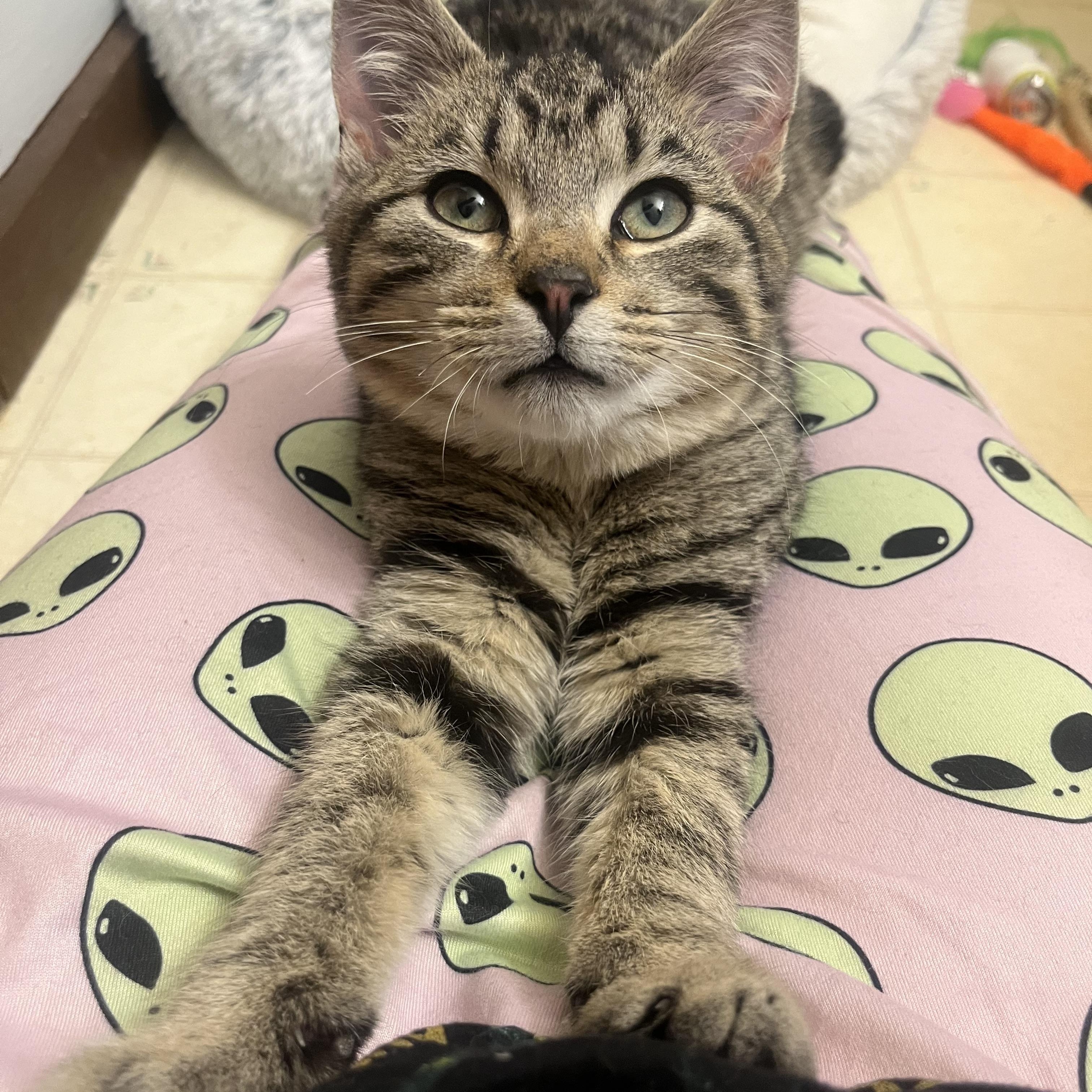 Enlarge Tofu, a ADOPTABLE Domestic Short Hair in Youngstown, OH image 3/5