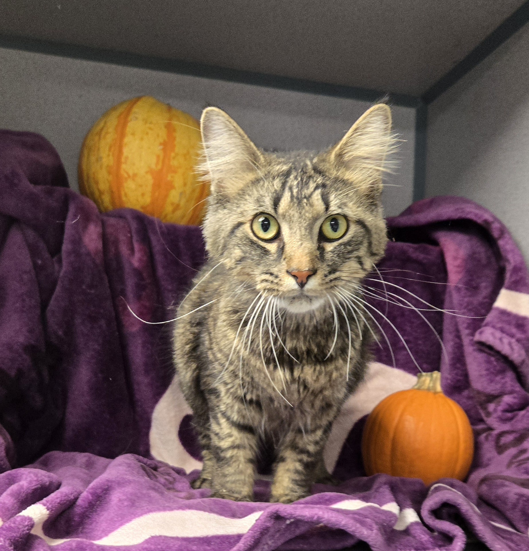 Cat for adoption Anzar, a Domestic Long Hair in Xenia , OH Petfinder