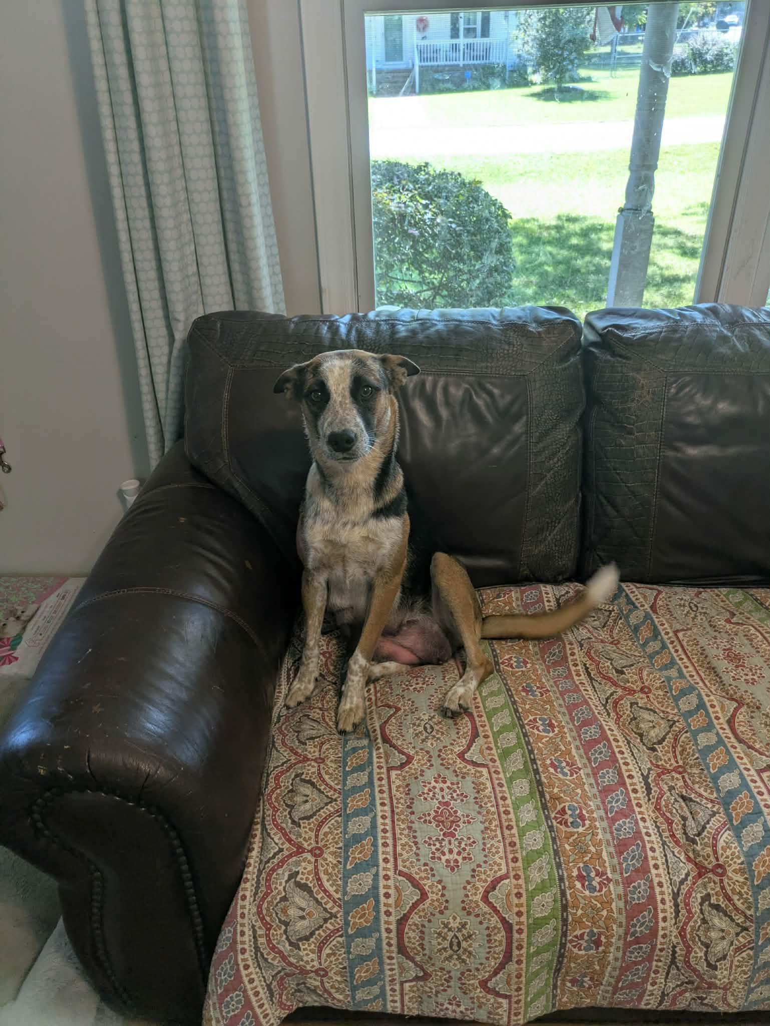 Nana, Adoptable, Young Female Cattle Dog.