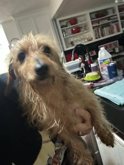 Bailey, Adopted, Young Male Dachshund.