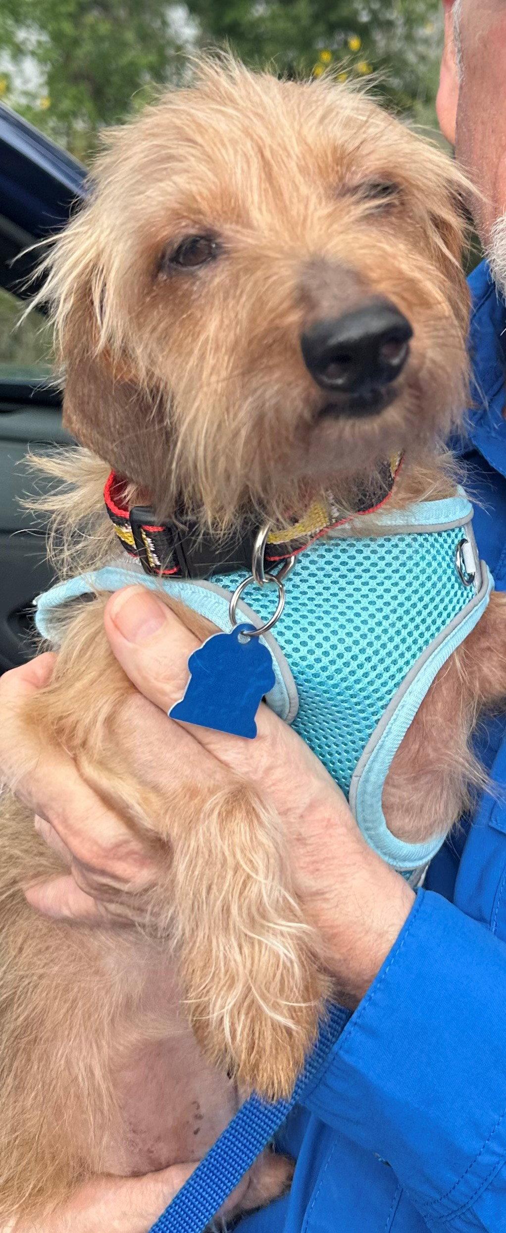 Enlarge Bailey, a Adopted Dachshund in Pearland, TX image 2/3