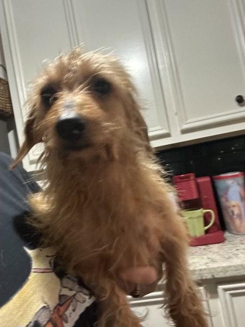 Enlarge Bailey, a Adopted Dachshund in Pearland, TX image 3/3