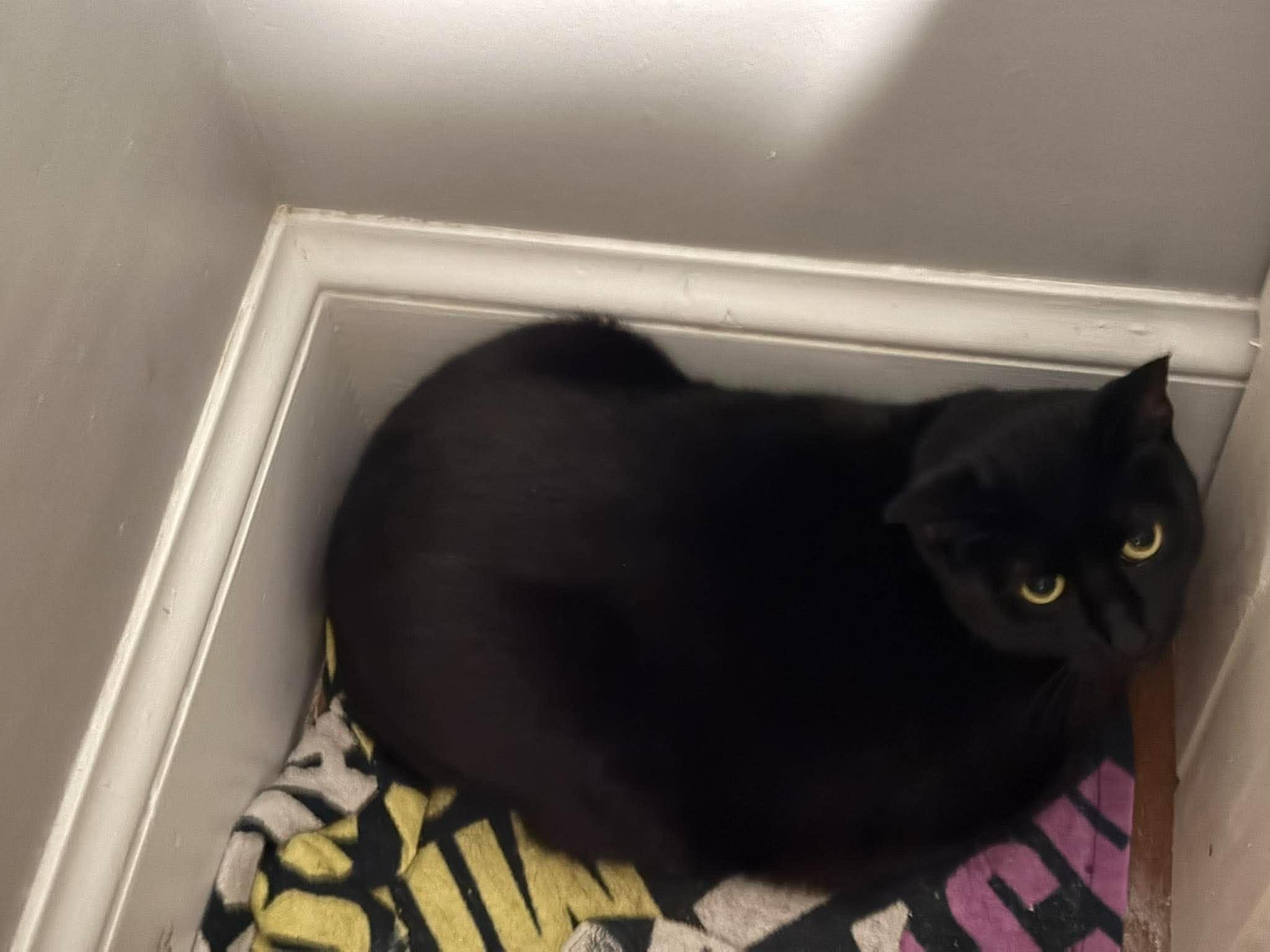 Enlarge Lucy, a Adoptable Domestic Short Hair in Roslindale, MA image 3/4