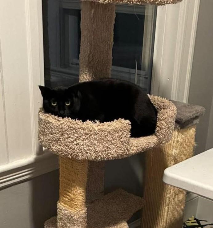 Enlarge Lucy, a Adoptable Domestic Short Hair in Roslindale, MA image 4/4