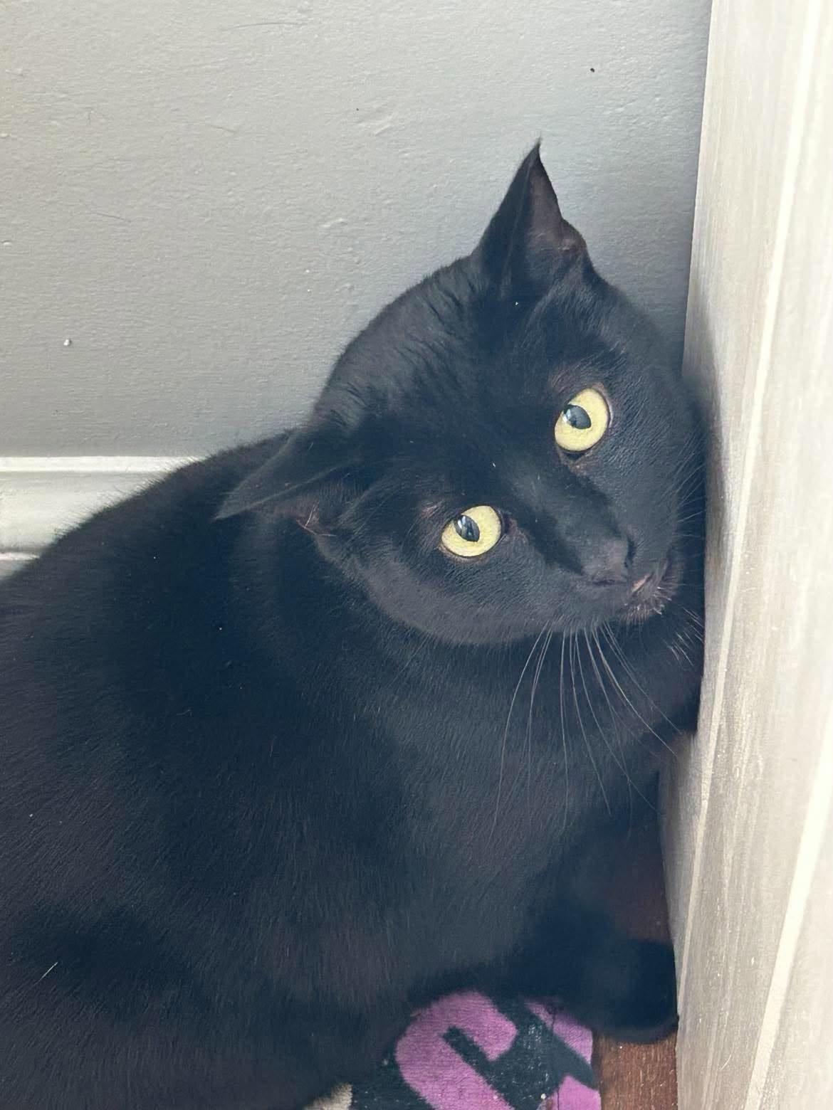 Enlarge Lucy, a Adoptable Domestic Short Hair in Roslindale, MA image 2/4