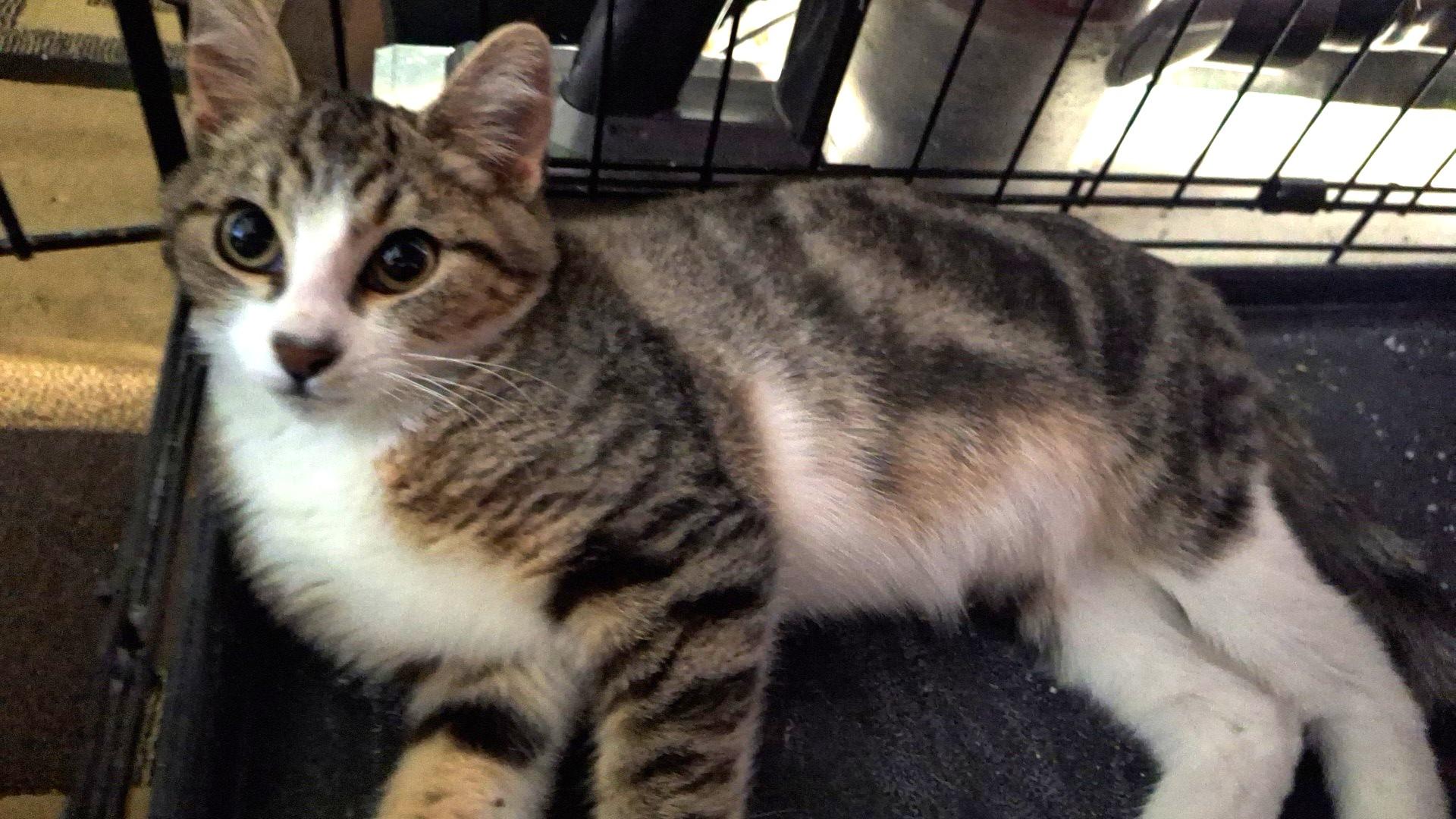 Enlarge Addy, a Adoptable mixed breed in Pasco, WA image 2/5