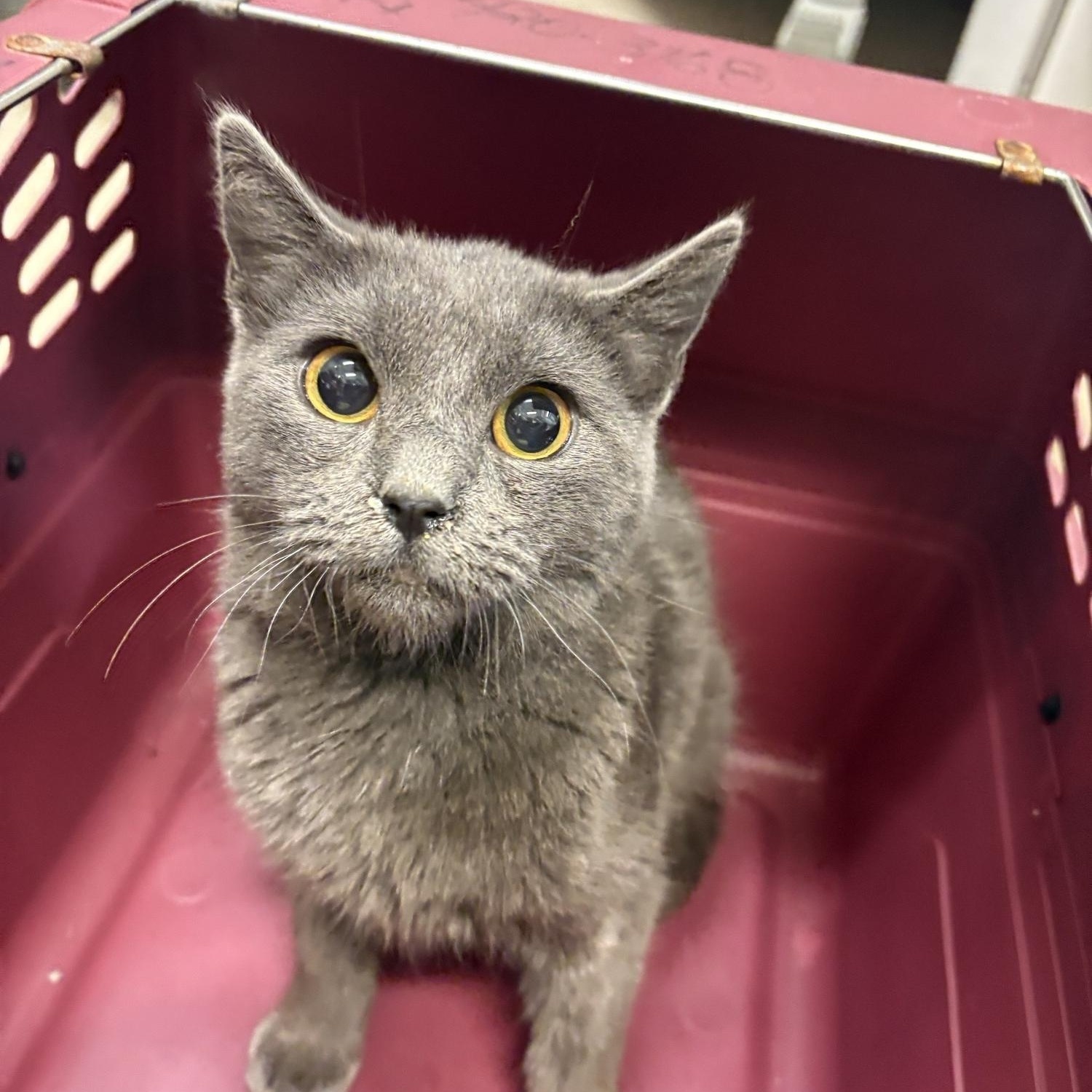 Enlarge Imu, a Adoptable Domestic Short Hair in Saint Charles, MO image 2/2