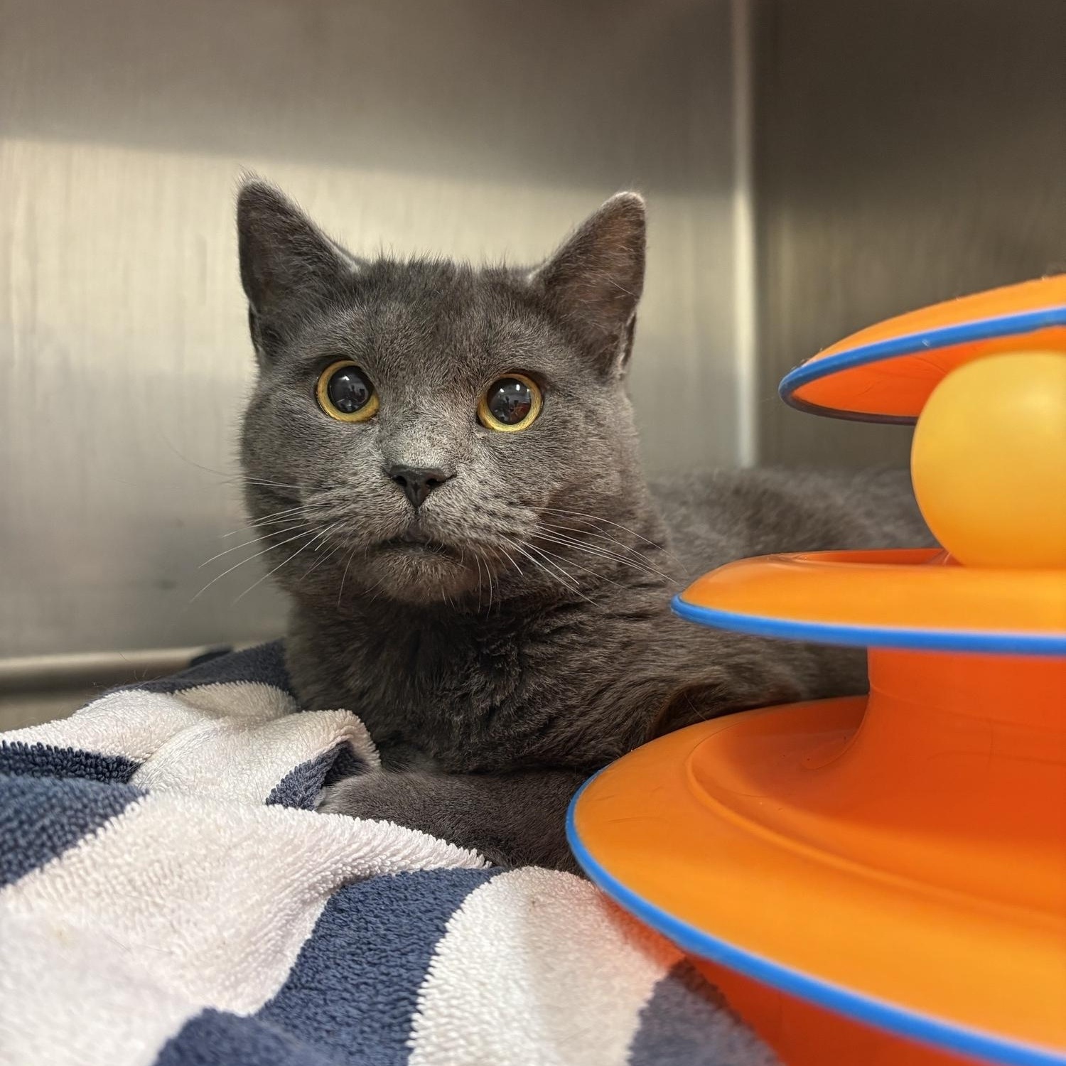 Enlarge Imu, a Adoptable Domestic Short Hair in Saint Charles, MO image 1/2